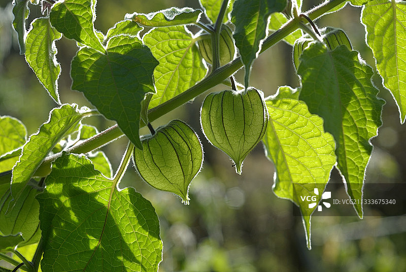 秘鲁酸浆果及未成熟果实多尔多涅图片素材