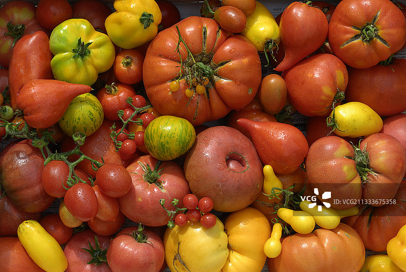 展示多尔多涅生物多样性的番茄收获图片素材