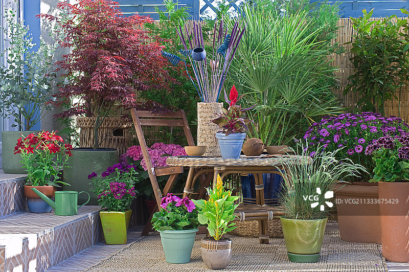 花卉花园露台上的欧洲蒲葵图片素材