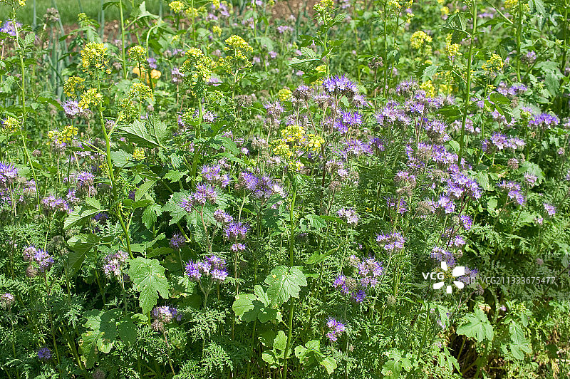 花园里盛开的田基麻图片素材