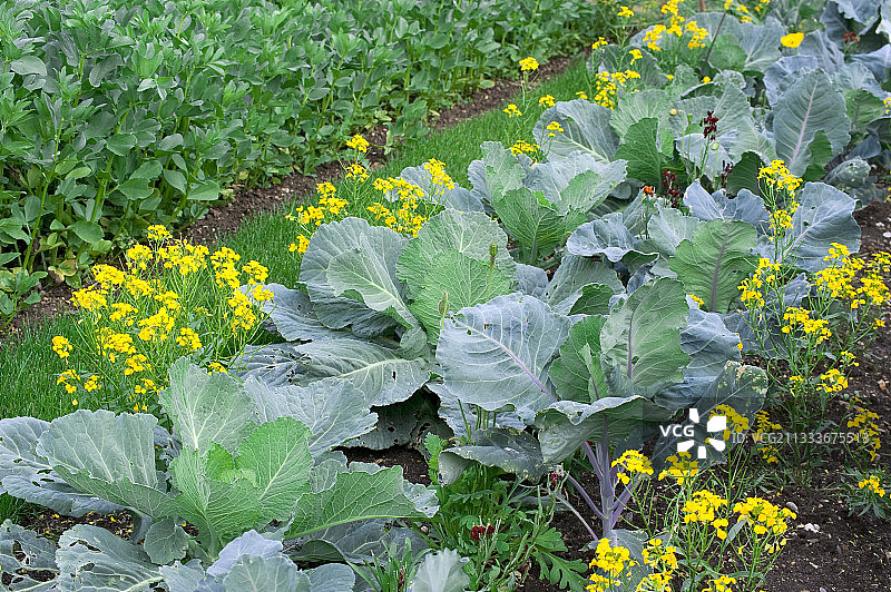 开满鲜花的厨房花园里的绿色卷心菜图片素材