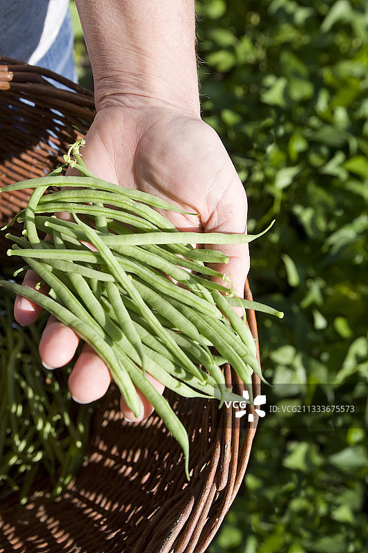 装满豆子的手和篮子图片素材