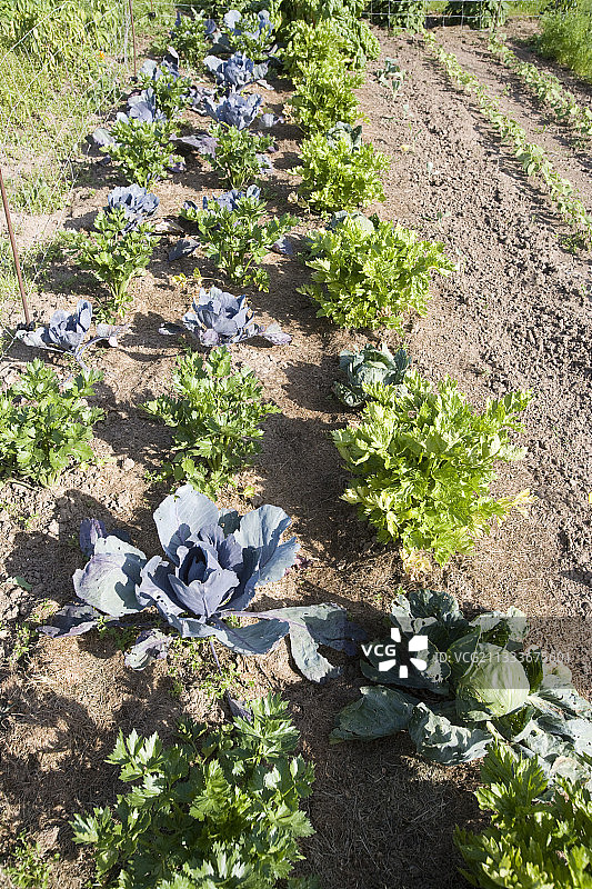 有机园艺与蔬菜种植图片素材