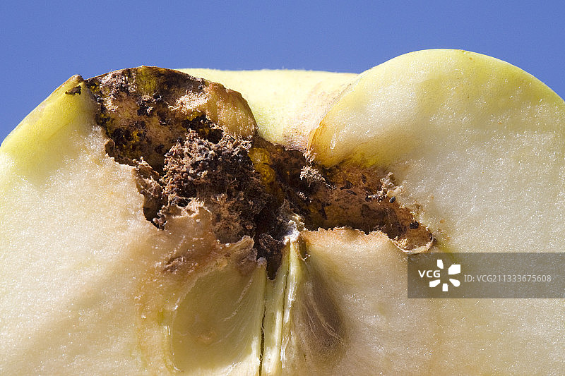 苹果蠹蛾对苹果的损害图片素材