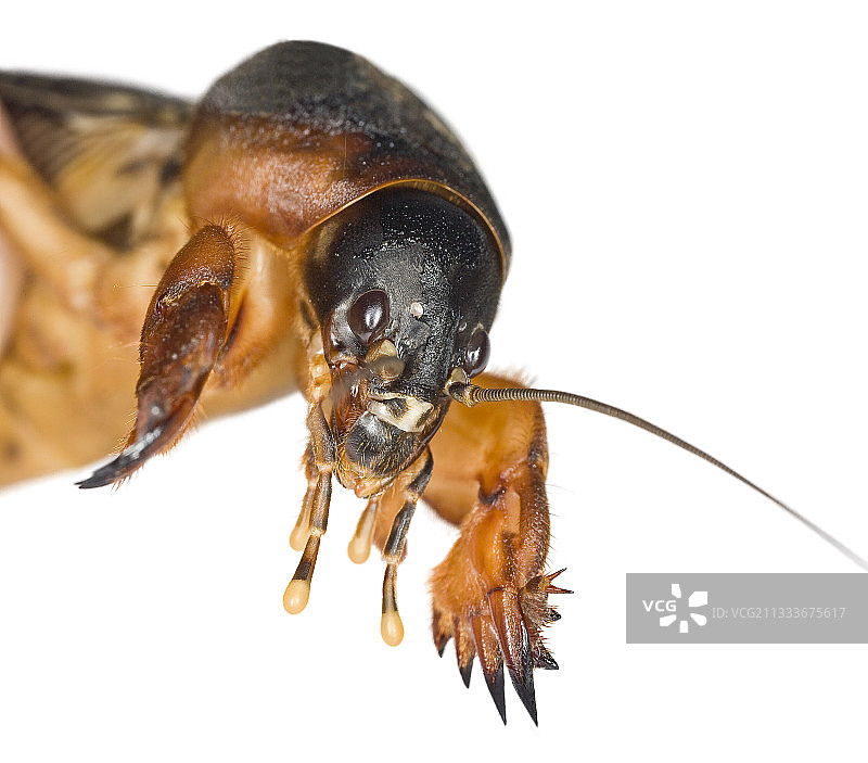 白底盒子里的笔记本页面图片素材