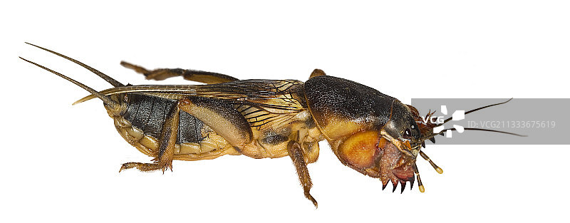 白底盒子里的笔记本页面图片素材