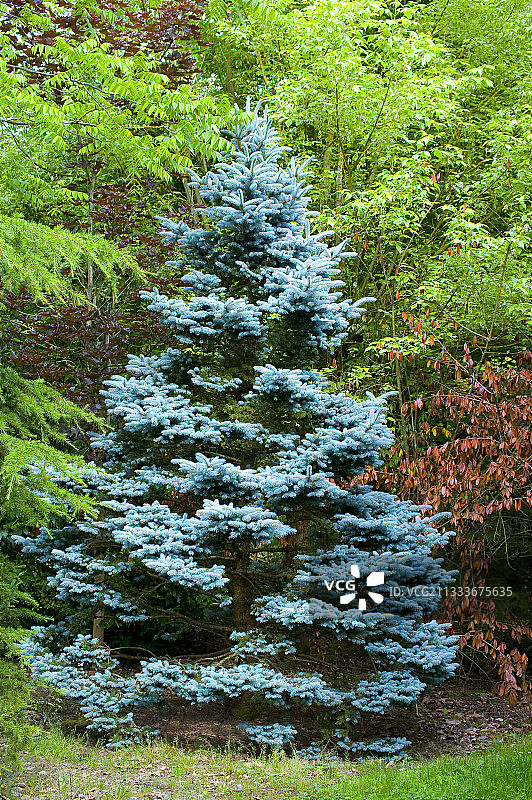 花园中的科罗拉多蓝云杉图片素材