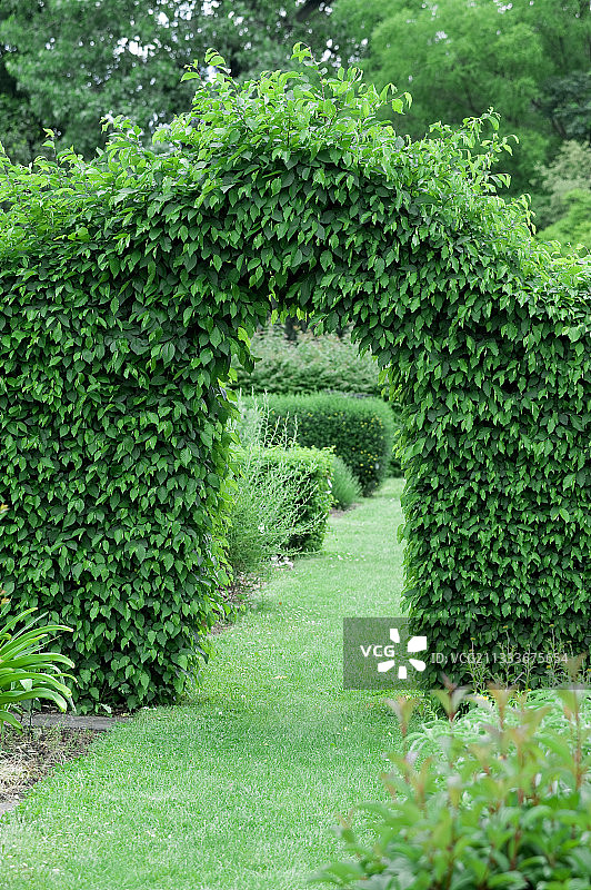 文森森林布勒伊学校的山毛榉混合树篱图片素材