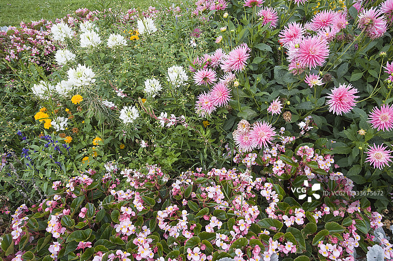 花坛图片素材