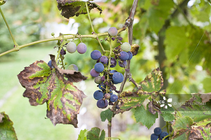葡萄和无花果叶上的霜霉病图片素材