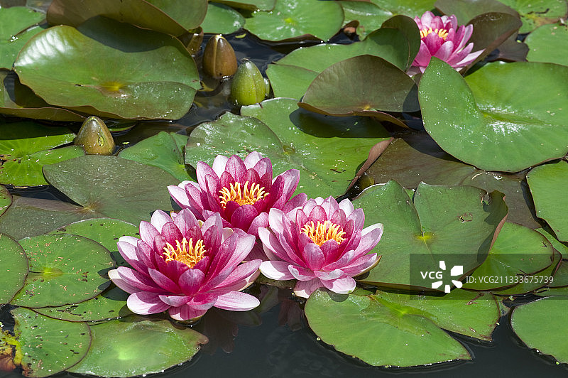 花园池塘中盛开的睡莲图片素材