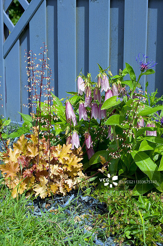 花园里盛开的斑点风铃草和珊瑚铃图片素材