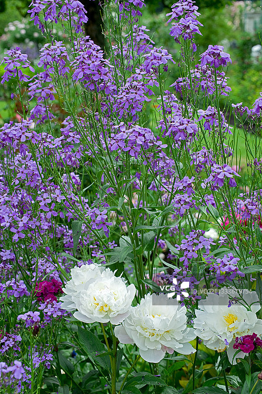 花园里盛开的菥蓂和牡丹图片素材