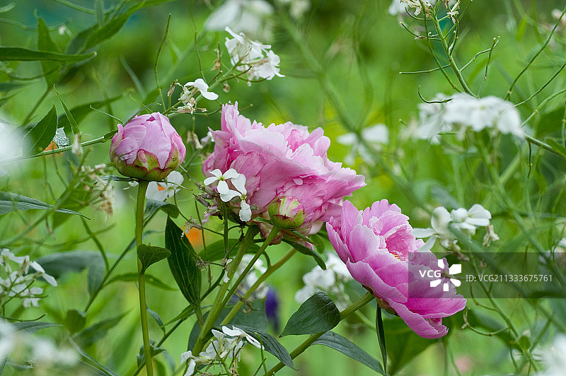 花园里盛开的牡丹花图片素材