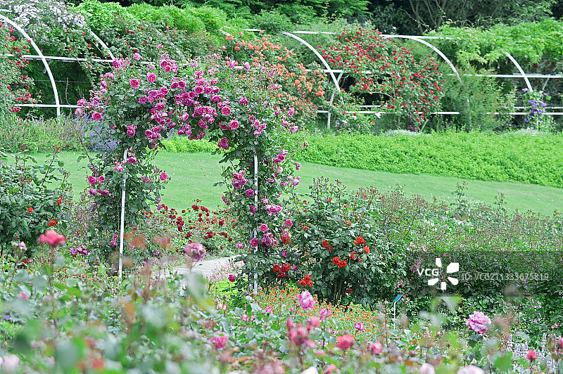 卡昂植物公园玫瑰园图片素材