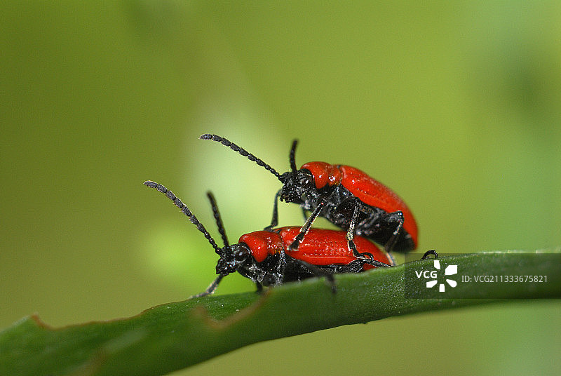 叶子上的百合叶甲交配（法国圣布里厄）图片素材