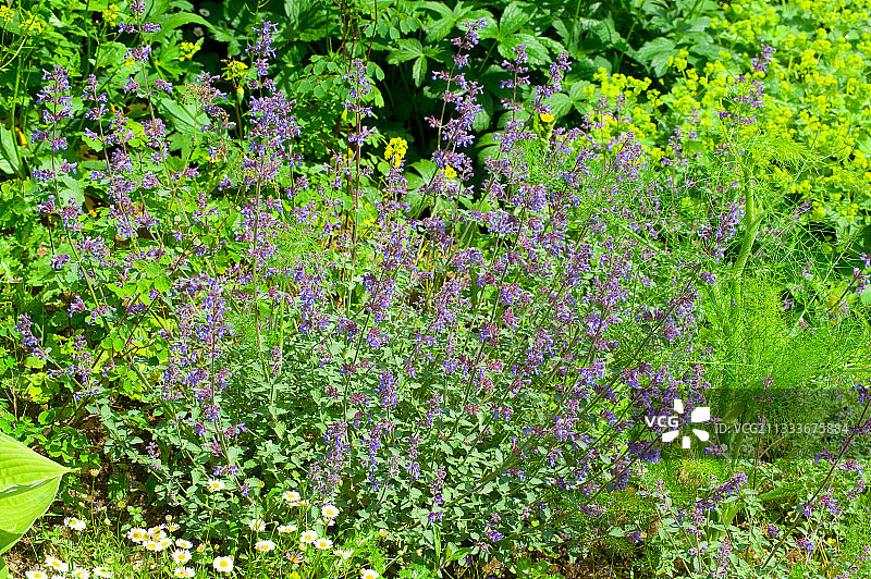 花园中开花的穗状花序图片素材