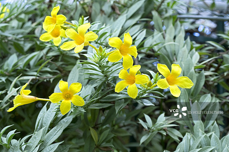 花园中盛开的金喇叭藤图片素材