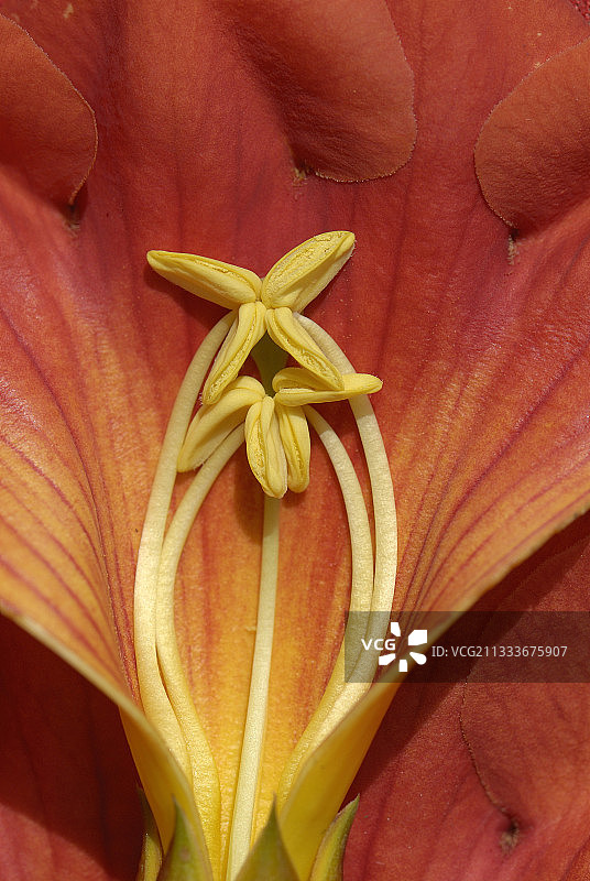 法国夏季凌霄花的花蕊图片素材