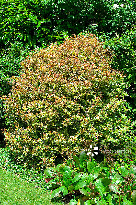 花园里的三色冬青桂花图片素材