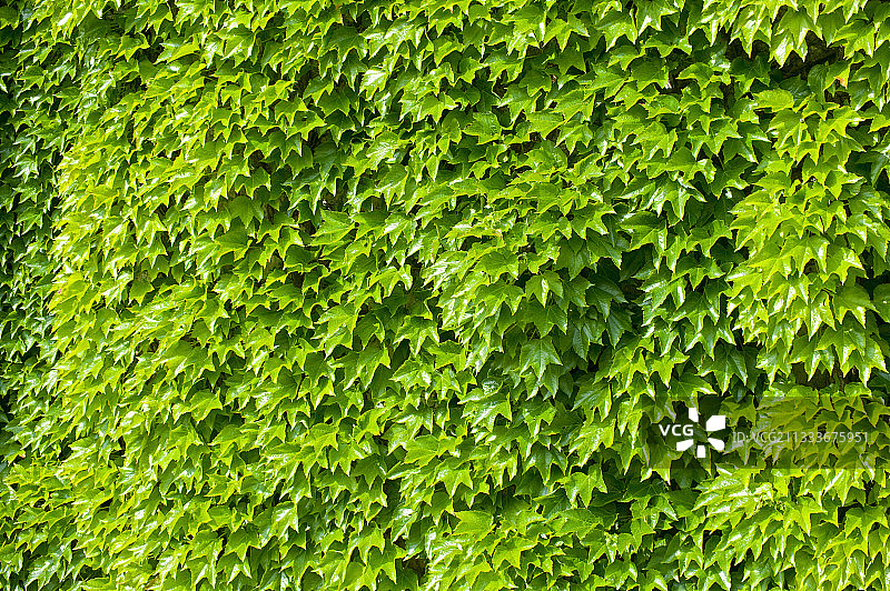 攀爬在墙上的波士顿常春藤图片素材