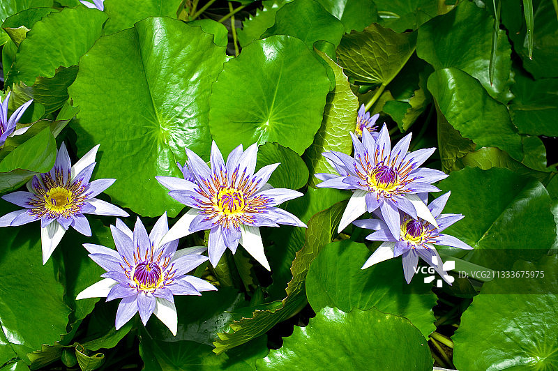 花园池塘中盛开的埃及莲花图片素材