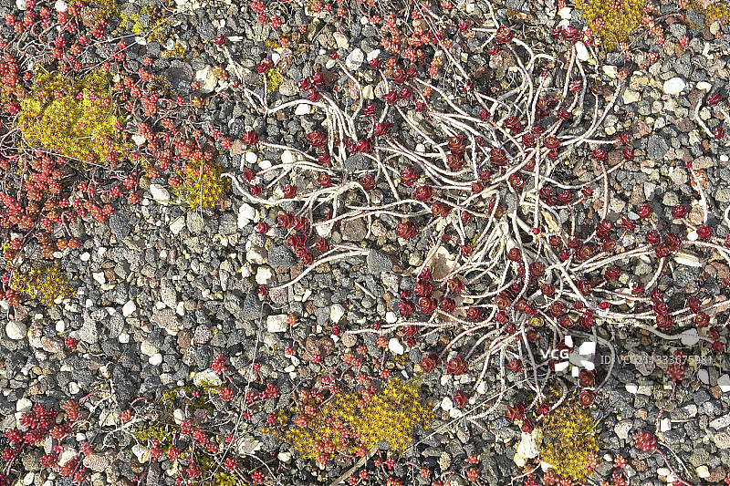 多种景天属植物细节图图片素材