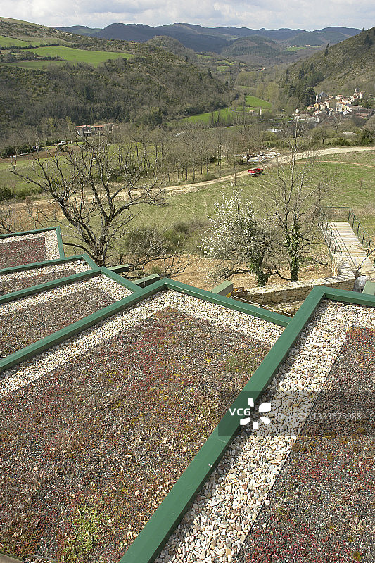 多种景天属植物细节图图片素材