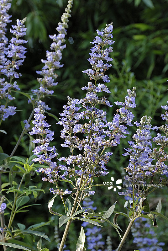 盛开的紫穗槐图片素材