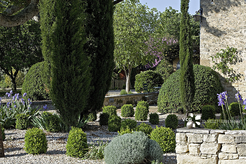 普罗旺斯花园中常见的黄杨树 topiaries 和柏树图片素材