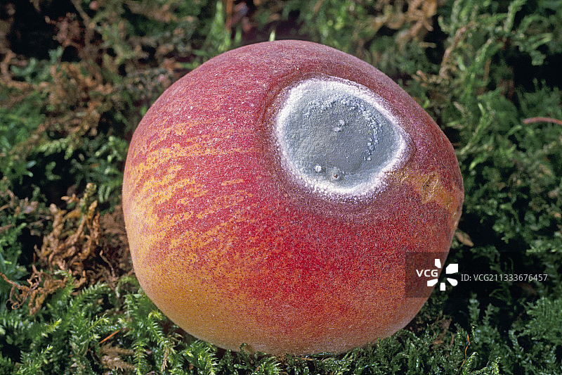 桃子上的青霉菌（法国埃松省）图片素材