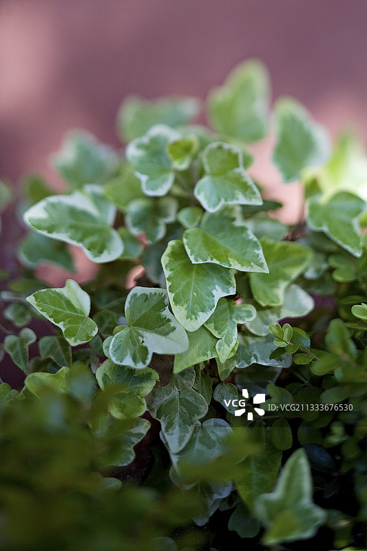 花园露台上的杂色英国常春藤图片素材