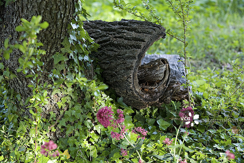 花园里的橡树皮、常春藤和红色缬草图片素材