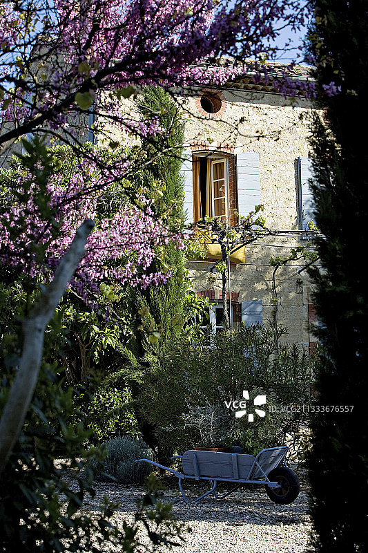 法国普罗旺斯地区盛开的紫荆树图片素材