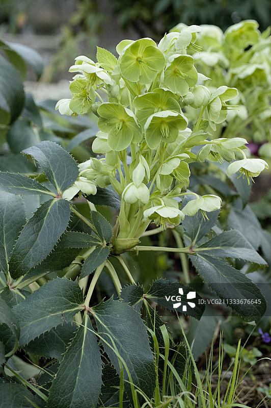 冬季花园里的科西嘉铁筷子图片素材