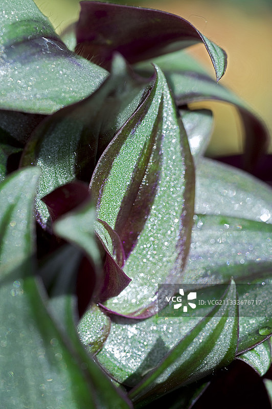 弗吉尼亚紫露草叶子图片素材