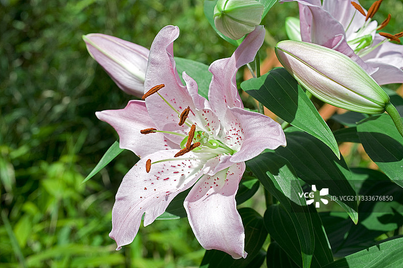 花园里的东方百合“马可波罗”图片素材