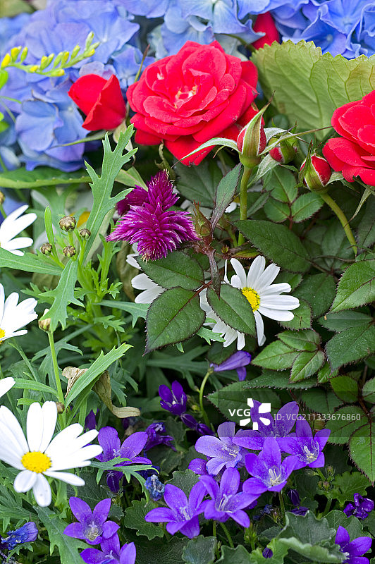 花园花卉组合图片素材