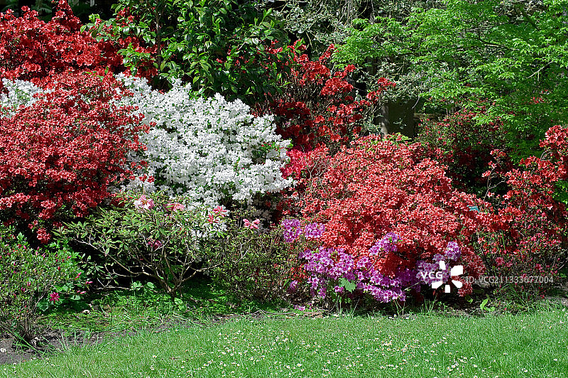 花园里的杜鹃花图片素材