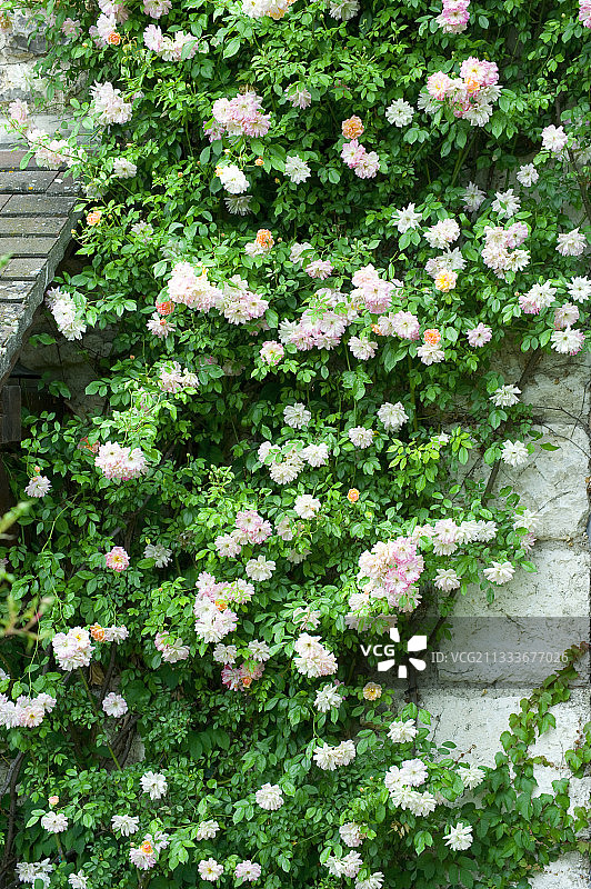 花园墙壁上的攀援玫瑰图片素材