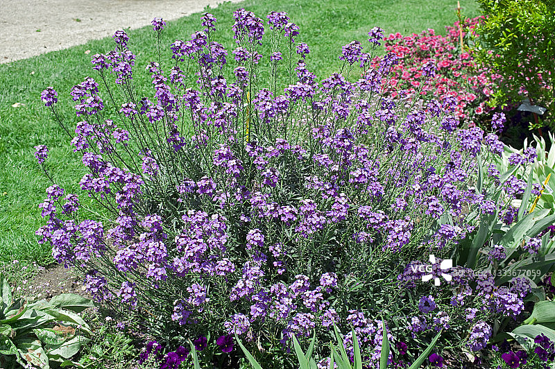 花园中盛开的桂竹香图片素材