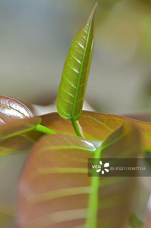 花园中的大王榕叶子细节图片素材
