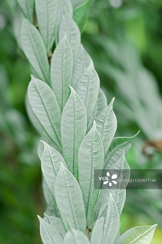 花园里的金色喇叭花叶子图片素材