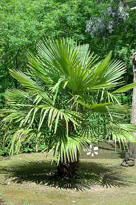 花园里的棕榈树图片素材