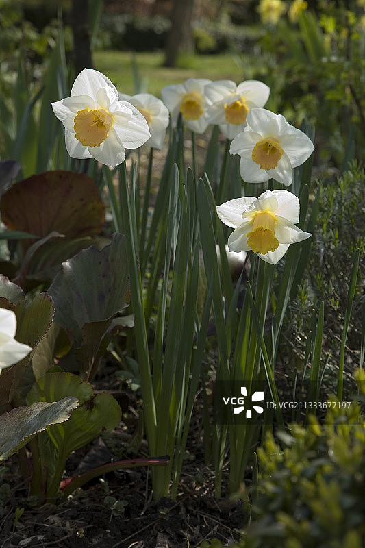 水仙“莎乐美”在花园里盛开图片素材