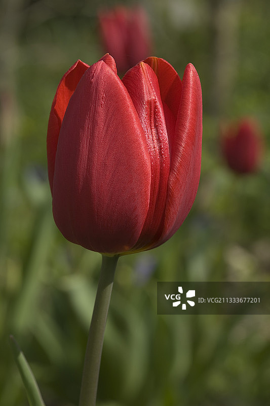 埃尔西花园中盛开的“兰巴达”郁金香图片素材