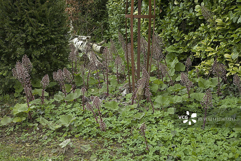 埃尔西花园里的款冬花图片素材