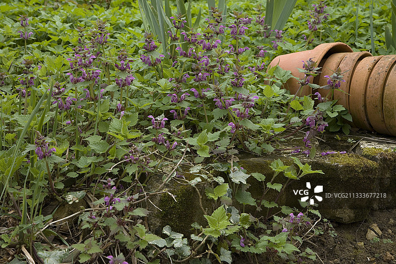 埃尔西花园中的斑点凤蝶“蔷薇”图片素材