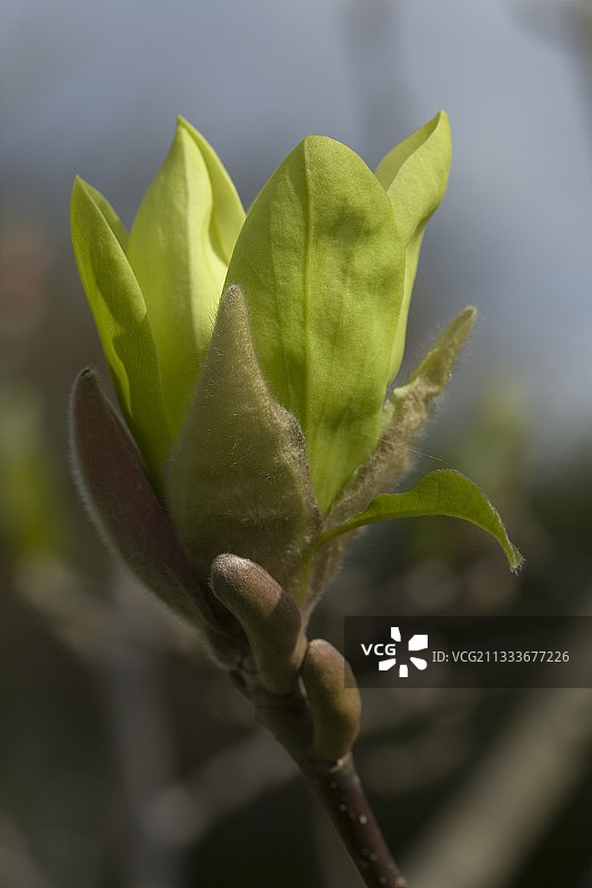花园里的玉兰“蝴蝶”花图片素材