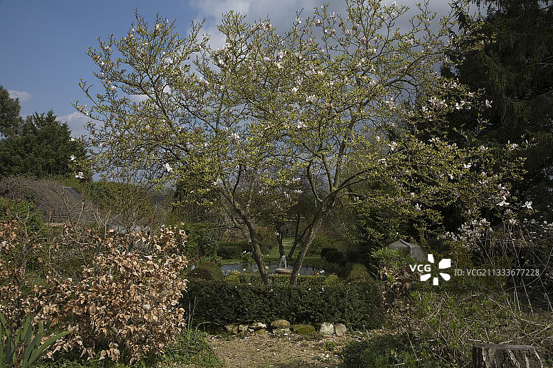 埃尔西花园中的“亚历山德里娜金”玉兰图片素材